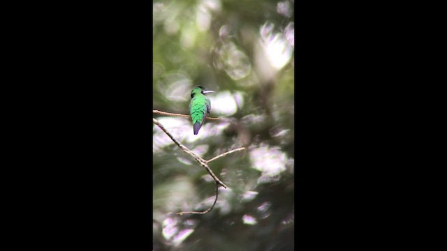 Black-eared Fairy - ML631239365