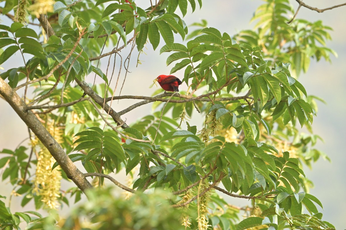 Scarlet Finch - ML631239754