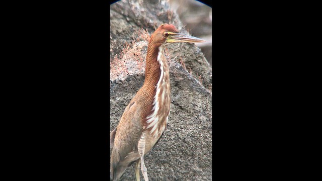 Rufescent Tiger-Heron - ML631239812