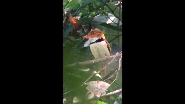 Collared Puffbird - ML631240019