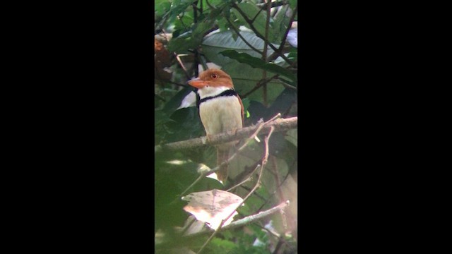 Collared Puffbird - ML631240020