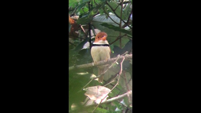 Collared Puffbird - ML631240022