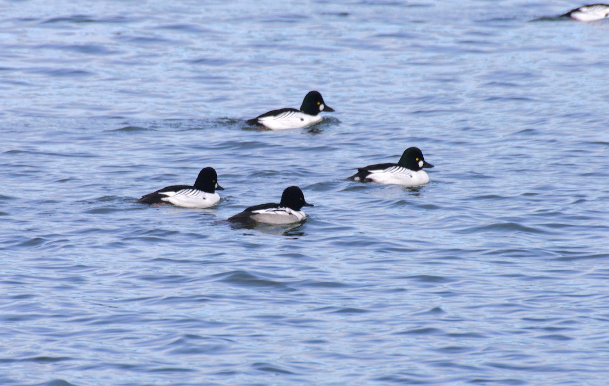 Common Goldeneye x Hooded Merganser (hybrid) - ML631240239