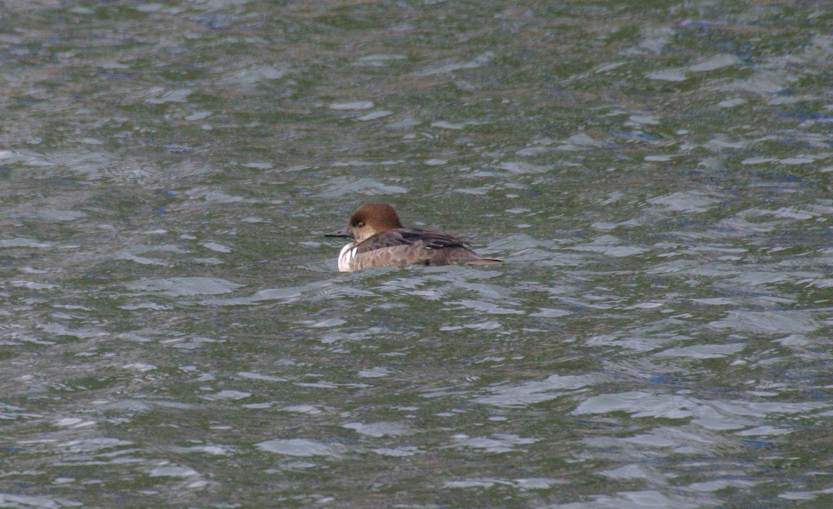 Common Goldeneye x Hooded Merganser (hybrid) - ML631240240