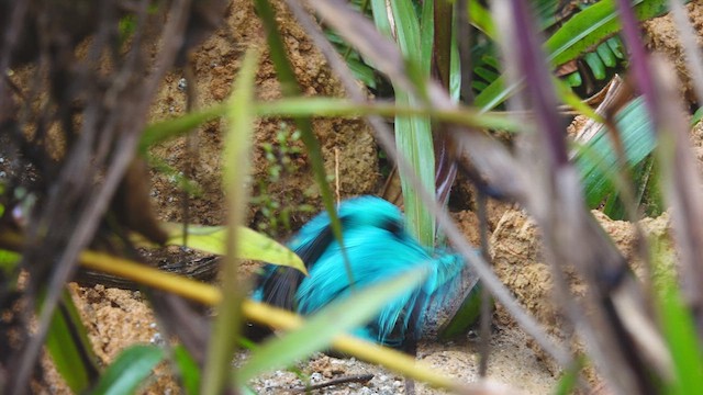 Swallow Tanager - ML631240304