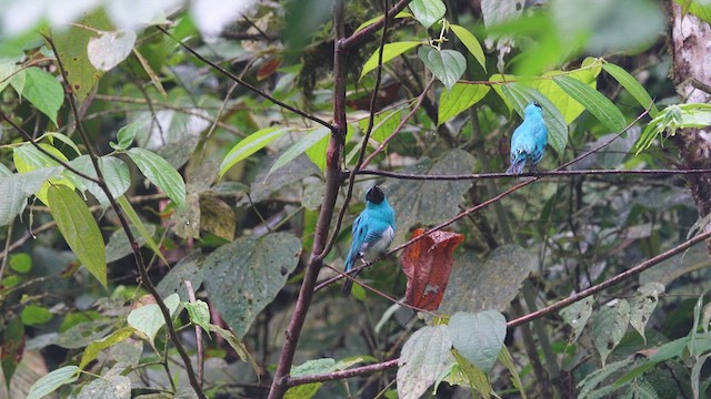 Swallow Tanager - ML631240312