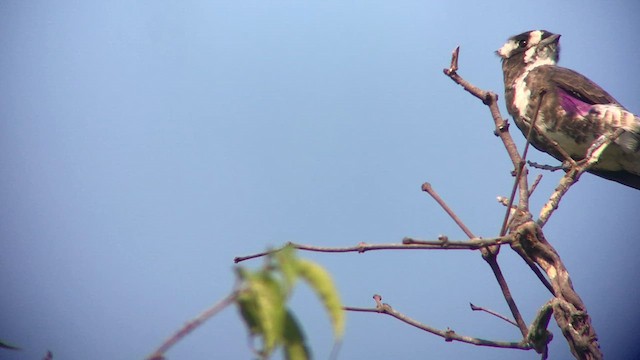 White-browed Purpletuft - ML631240425
