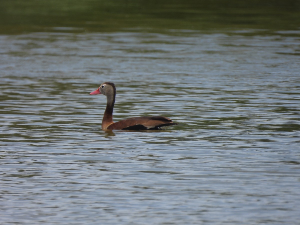 Black-bellied Whistling-Duck - ML631240427