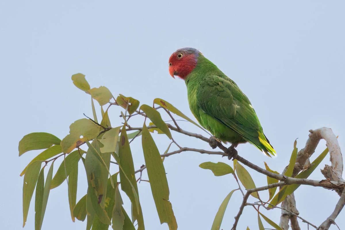 Red-cheeked Parrot - ML631240455