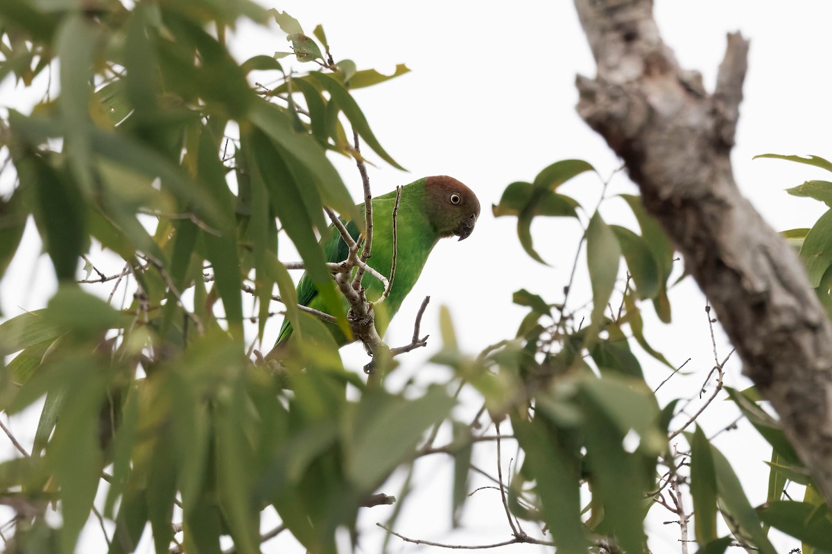 Red-cheeked Parrot - ML631240456