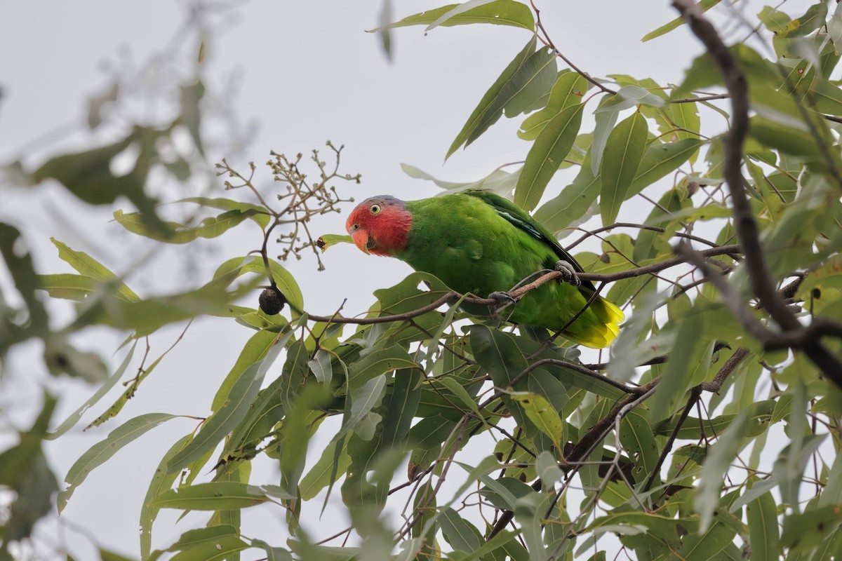 Red-cheeked Parrot - ML631240457