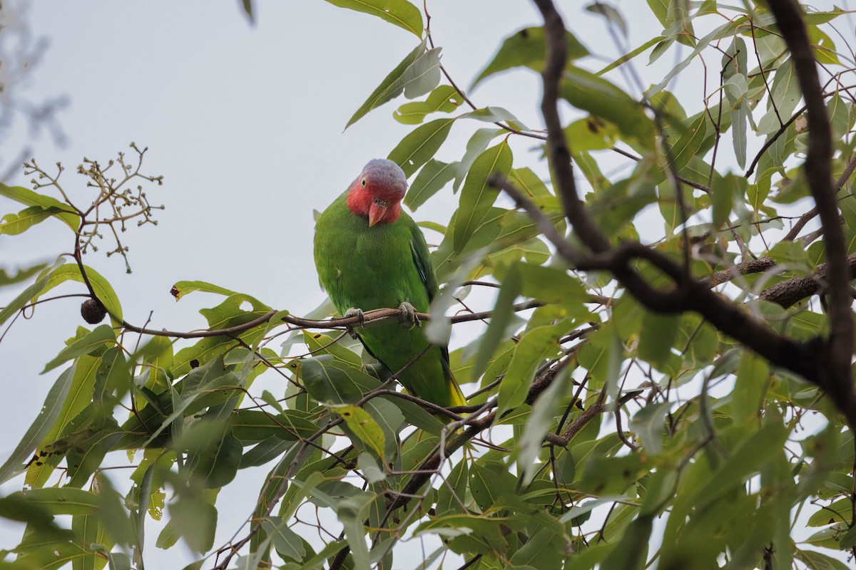 Red-cheeked Parrot - ML631240459