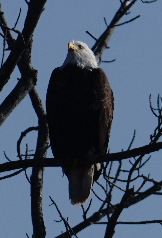 Bald Eagle - ML631240614