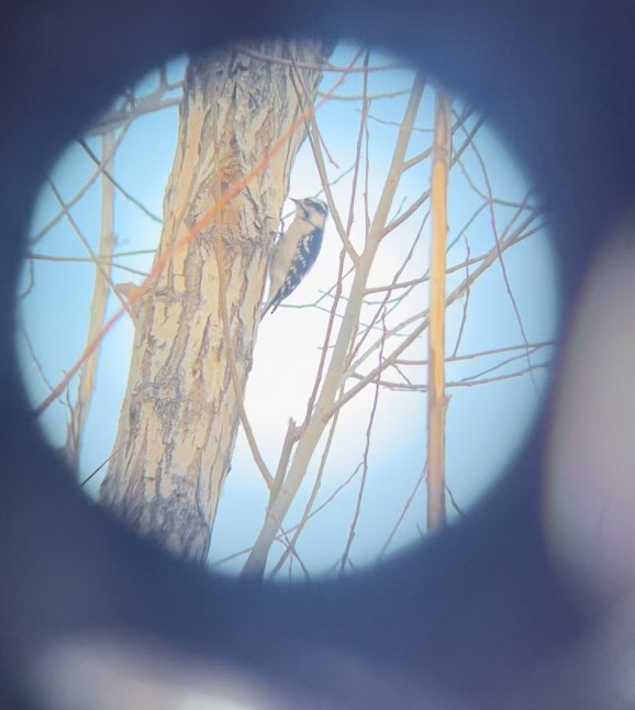 Downy Woodpecker (Rocky Mts.) - ML631241288