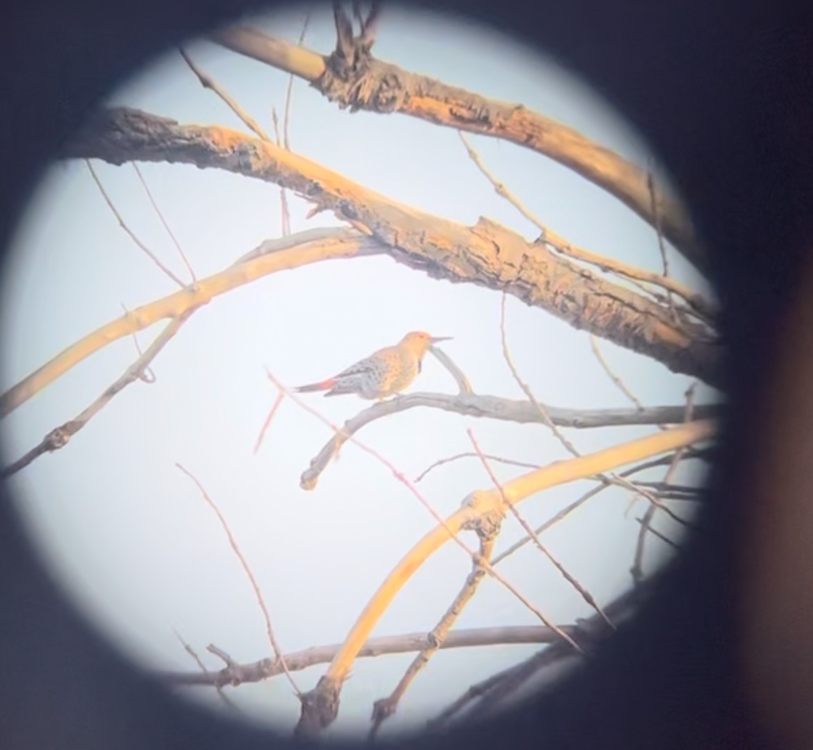 Northern Flicker - ML631241303