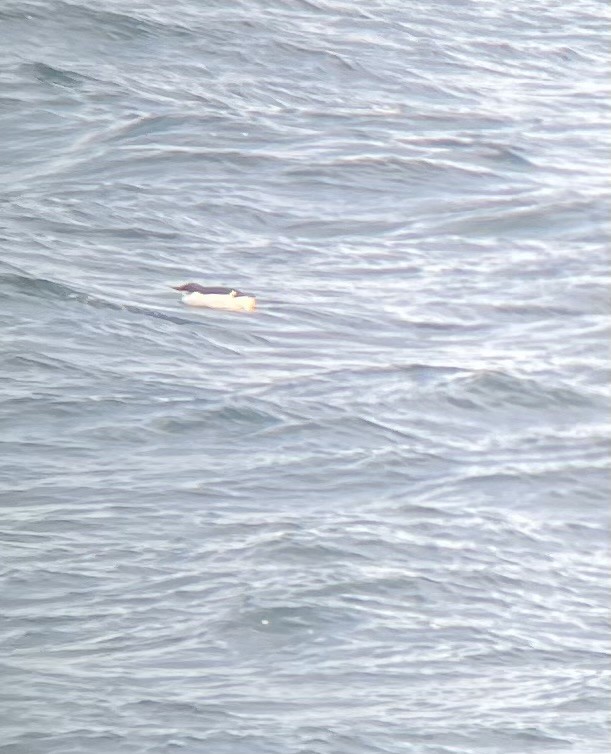 Thick-billed Murre - ML631241432