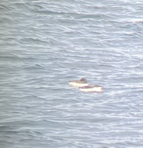 Thick-billed Murre - ML631241443