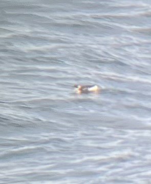 Thick-billed Murre - ML631241444