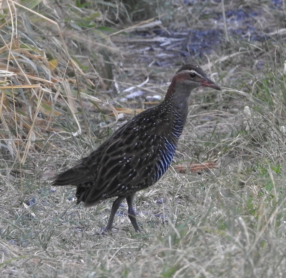 Buff-banded Rail - ML631241843