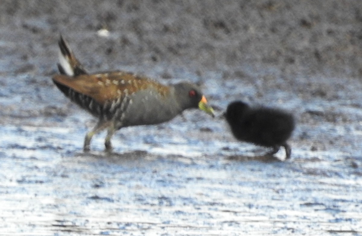 Australian Crake - ML631241900