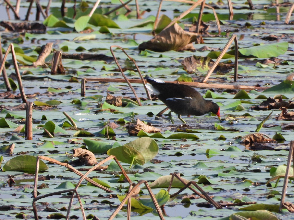Eurasian Moorhen - ML631241914