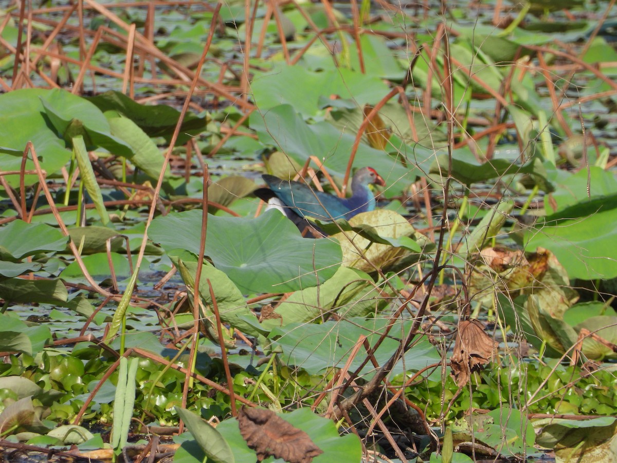 Gray-headed Swamphen - ML631241975