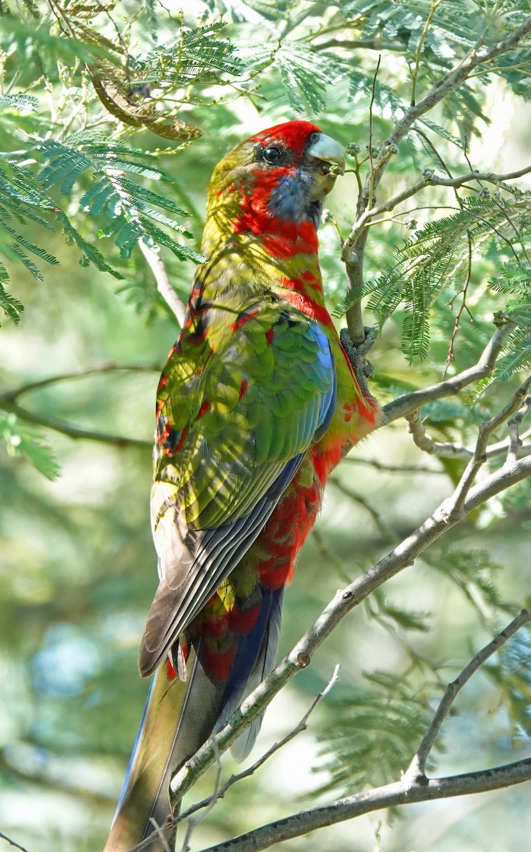 Crimson Rosella - ML631241992