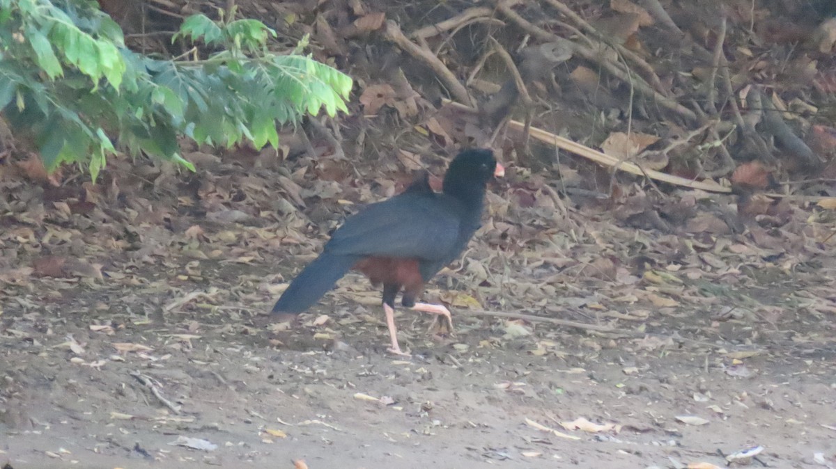 Crestless Curassow - ML631242000