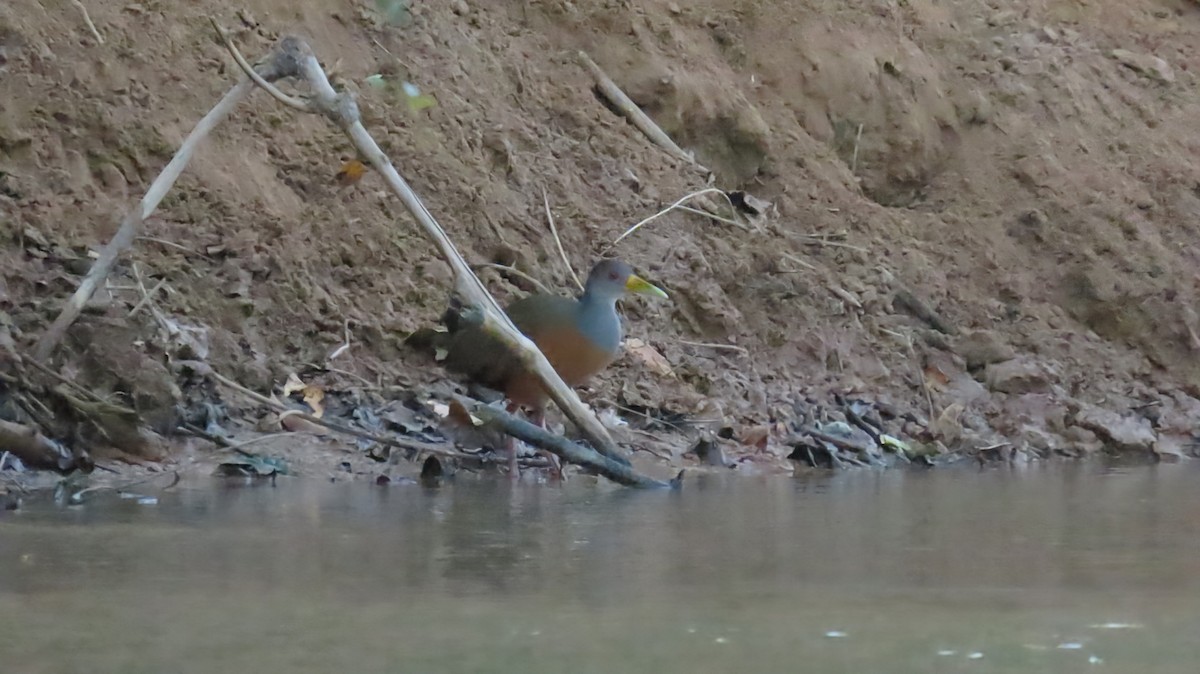 Gray-cowled Wood-Rail - ML631242050