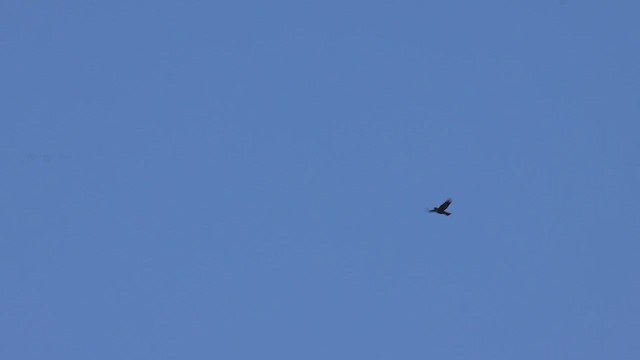 Tui - ML631242206