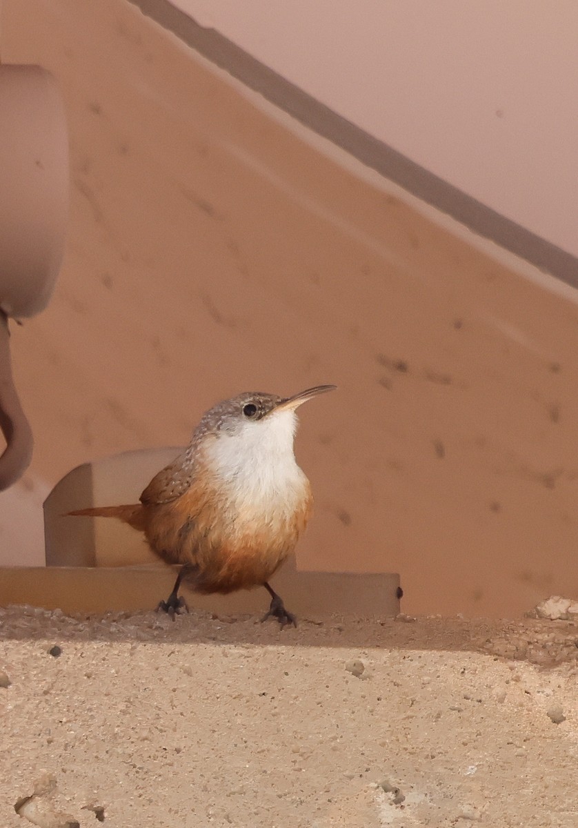 Canyon Wren - ML631242246