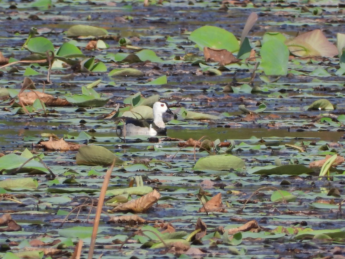Cotton Pygmy-Goose - ML631242279