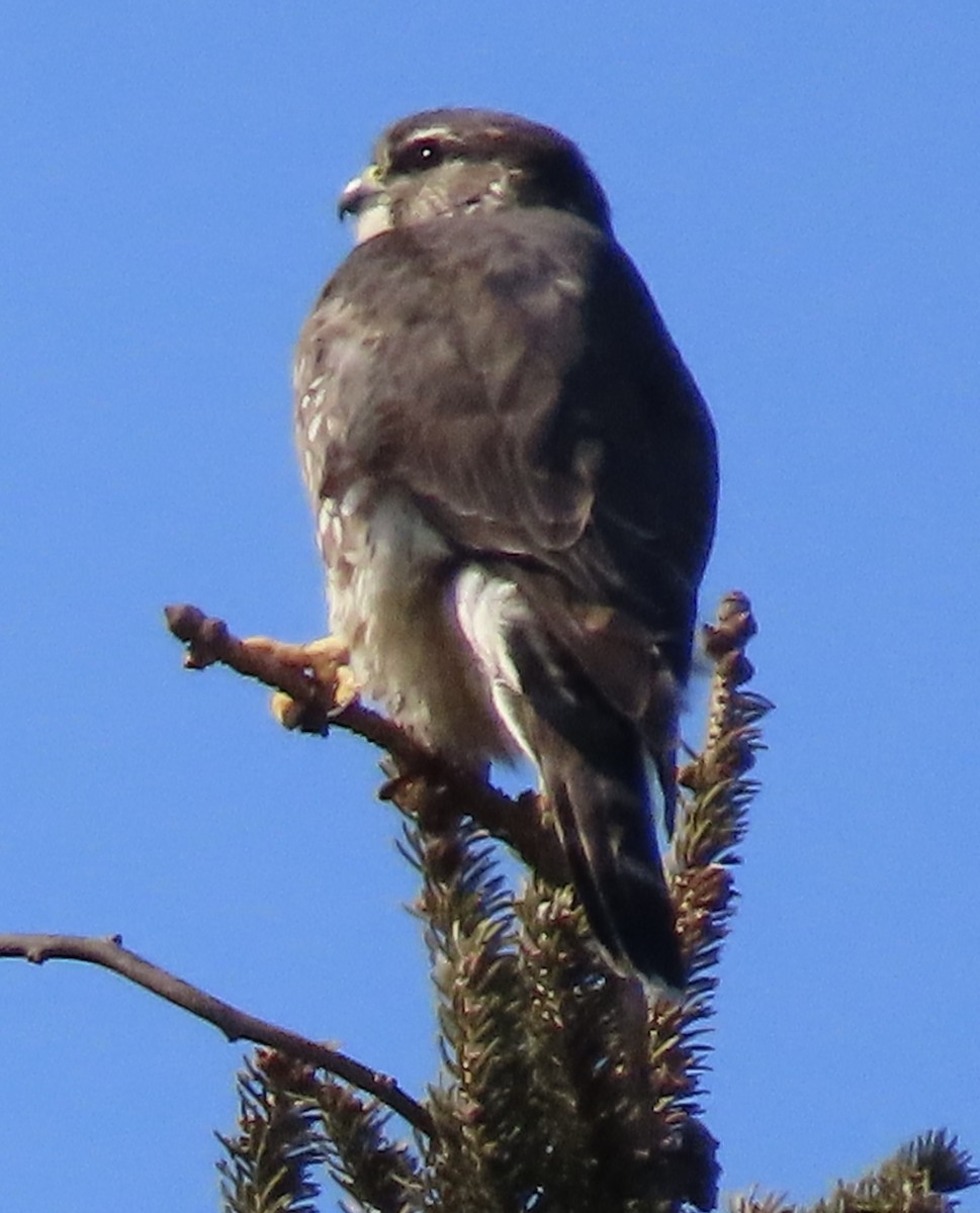 Merlin (Taiga) - ML631242350