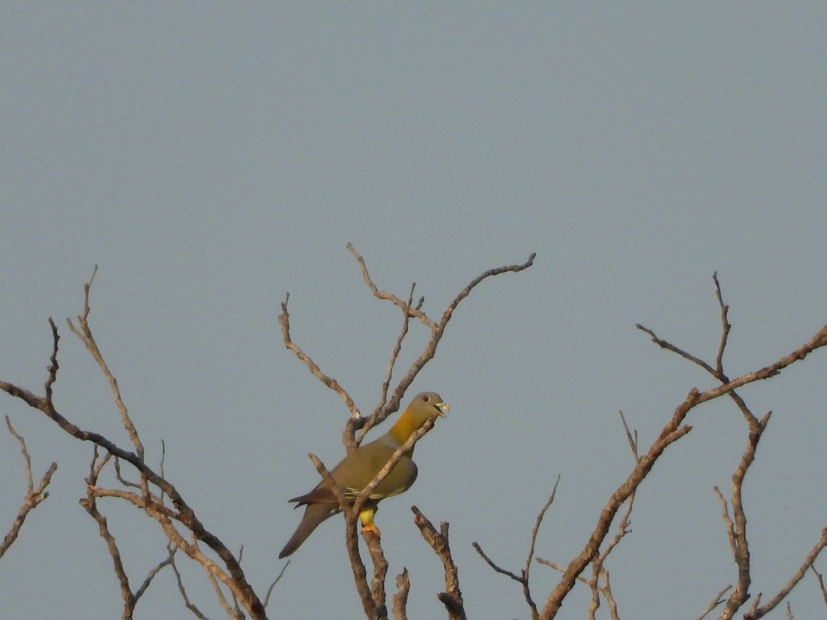 Yellow-footed Green-Pigeon - ML631242472