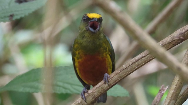 Olive-backed Euphonia - ML631242776