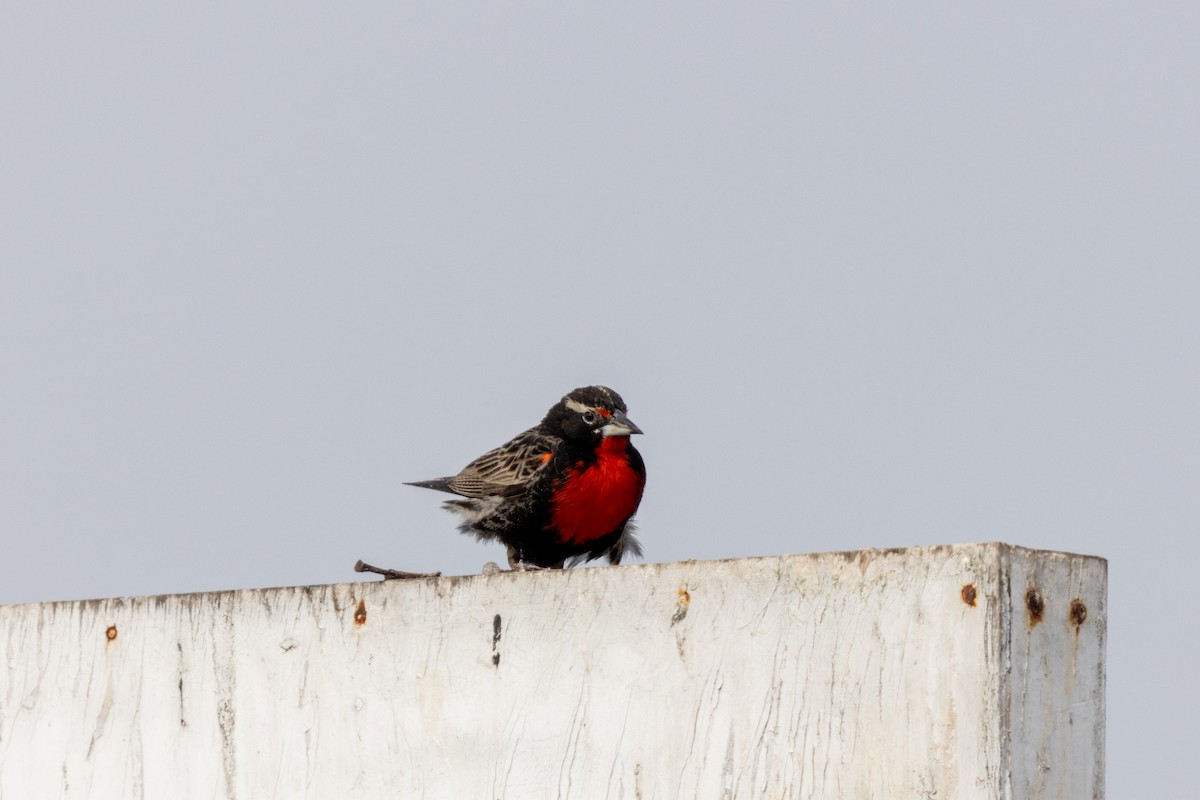 Peruvian Meadowlark - ML631243017