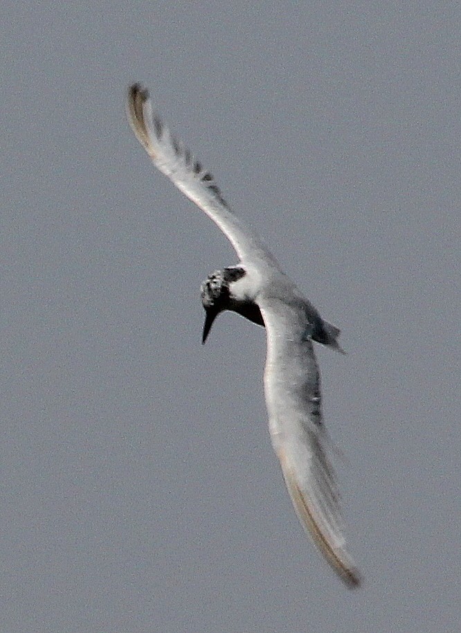 Whiskered Tern - ML631243104
