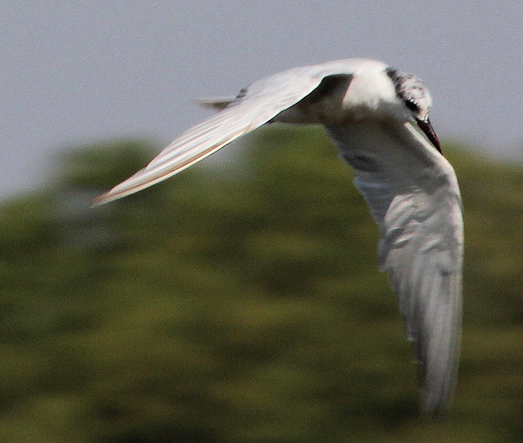 Whiskered Tern - ML631243113