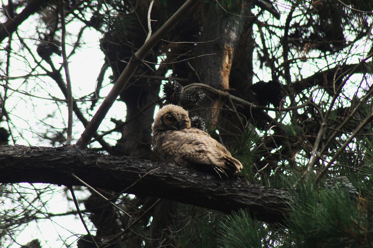 Lesser Horned Owl - ML631243180