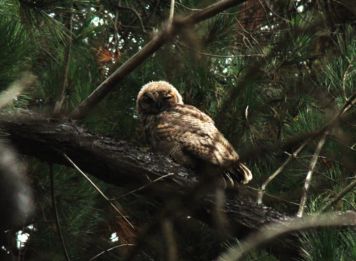 Lesser Horned Owl - ML631243181