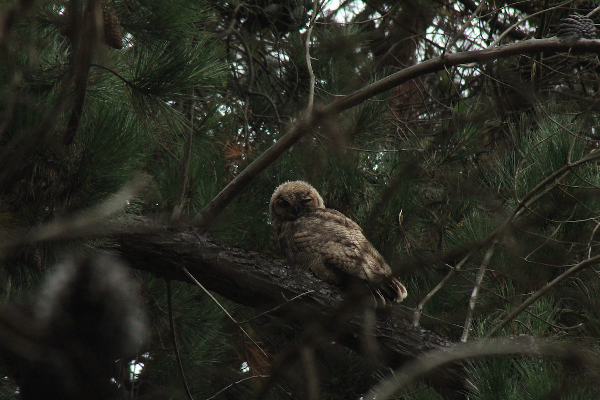 Lesser Horned Owl - ML631243182