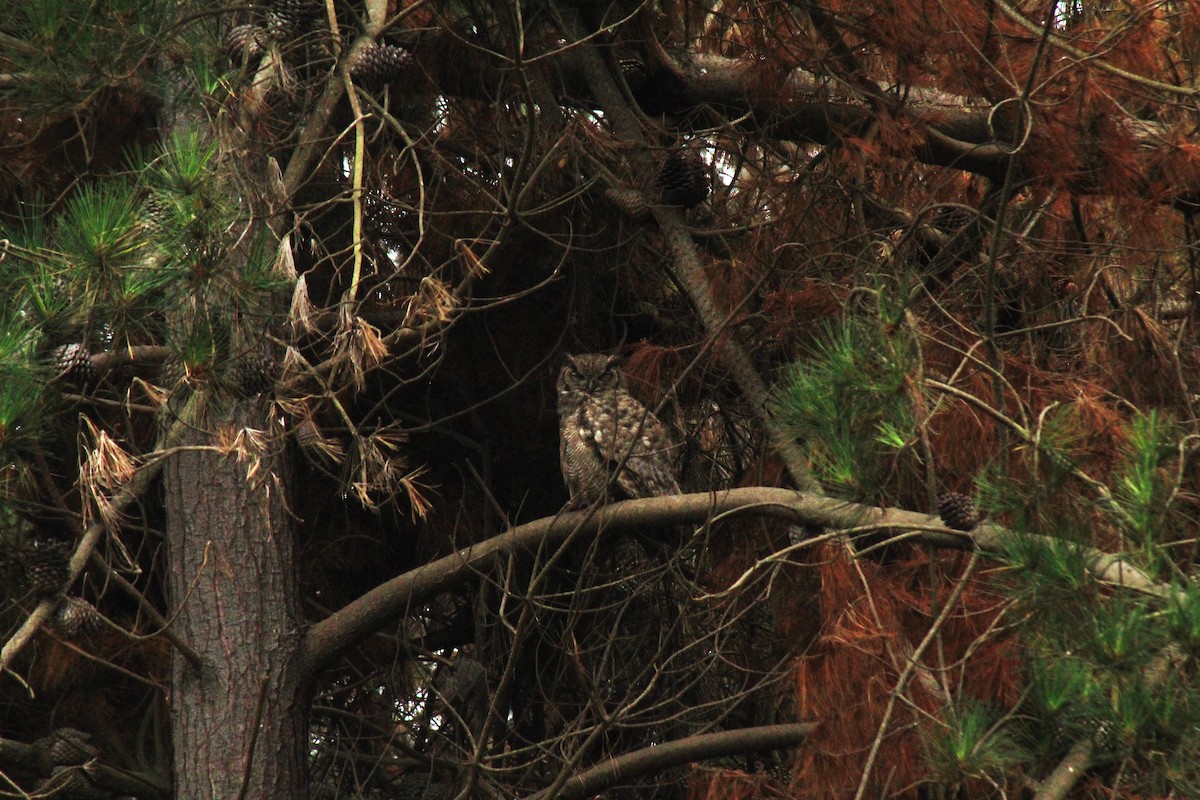 Lesser Horned Owl - ML631243186