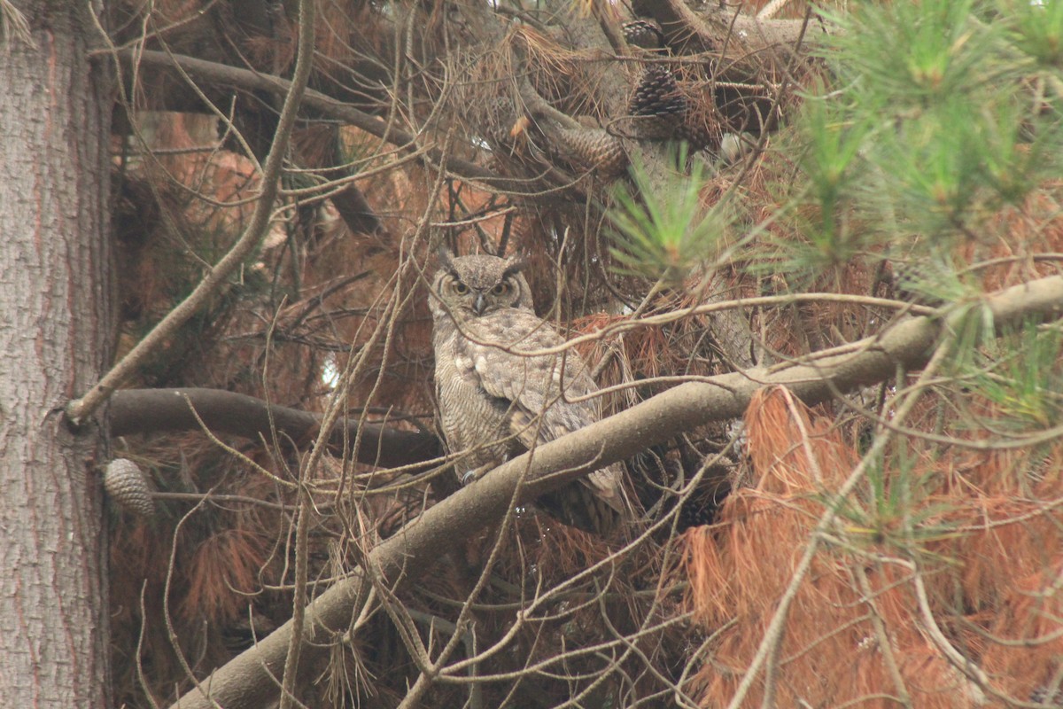 Lesser Horned Owl - ML631243187