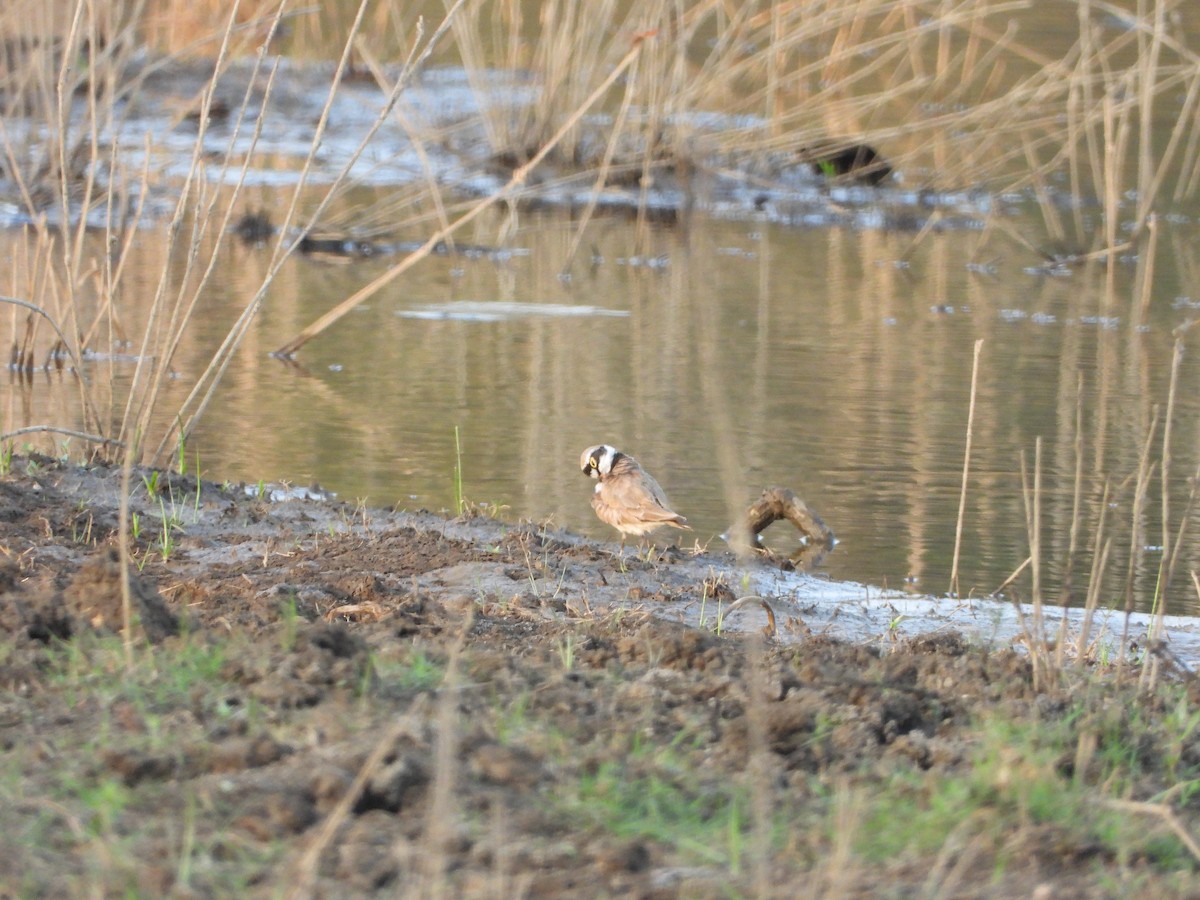 Little Ringed Plover - ML631243194