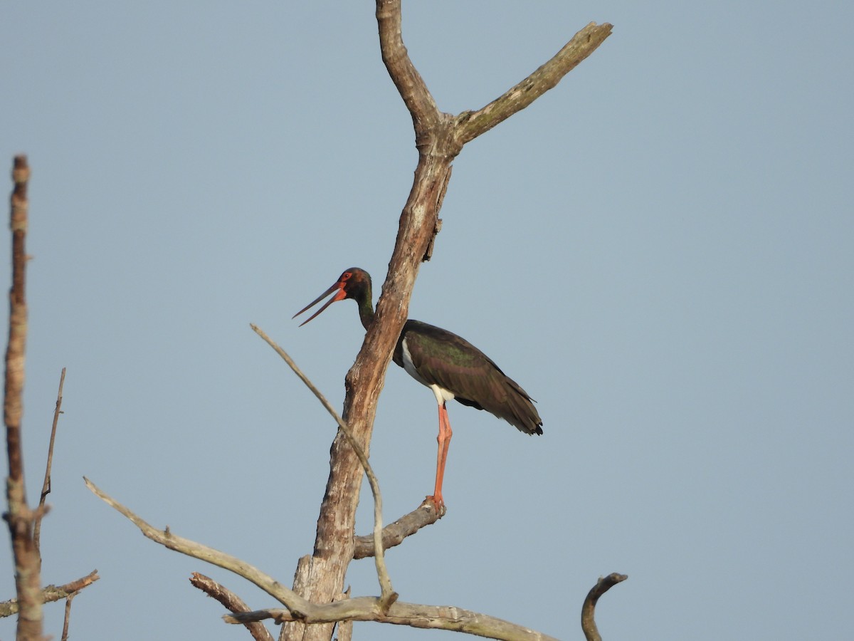 Black Stork - ML631243334