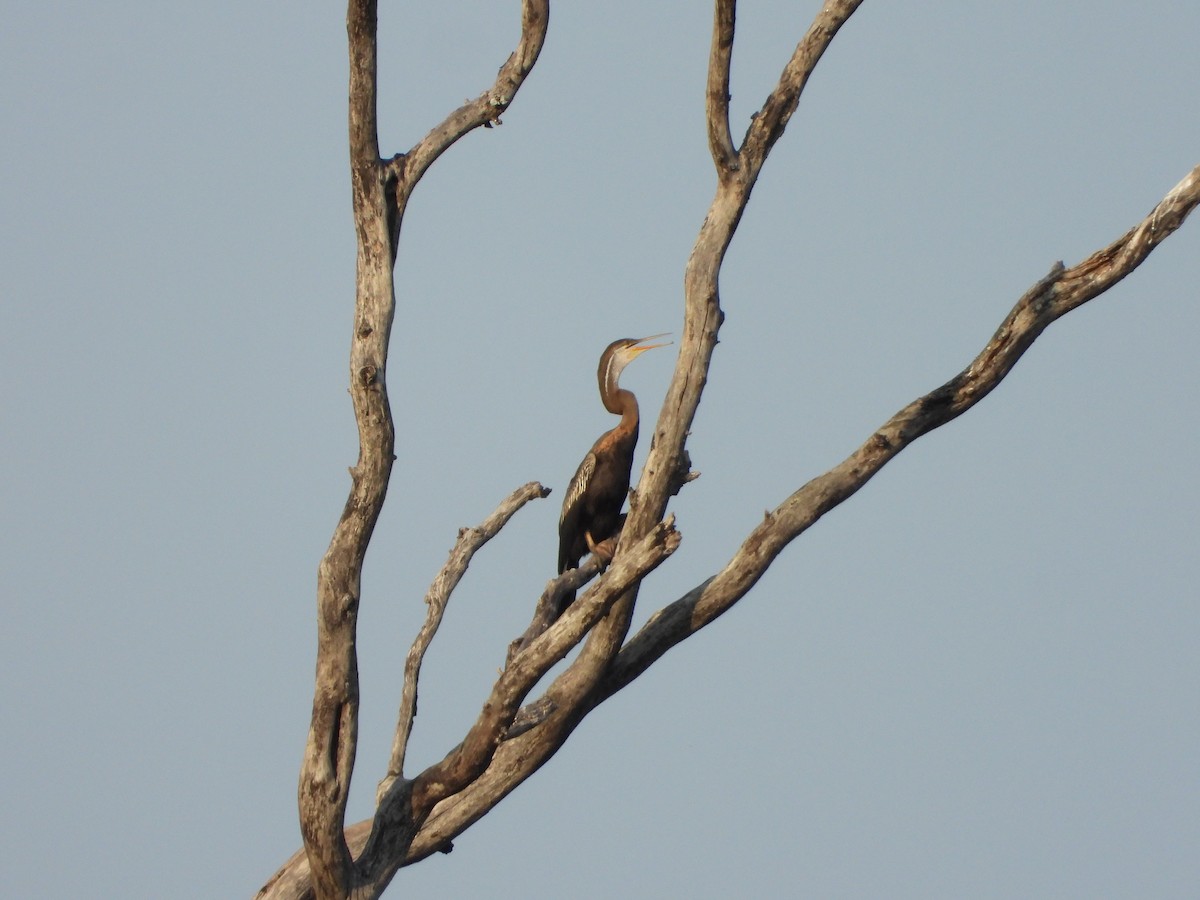 Oriental Darter - ML631243387
