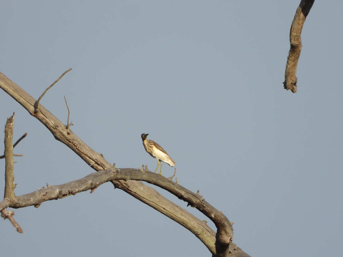 Indian Pond-Heron - ML631243447