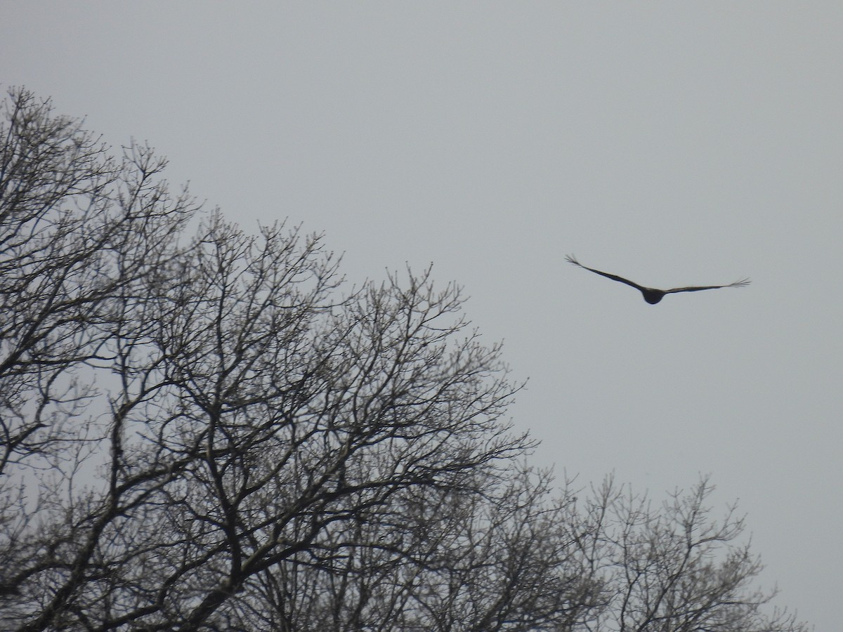 ヒメコンドル - ML631243480