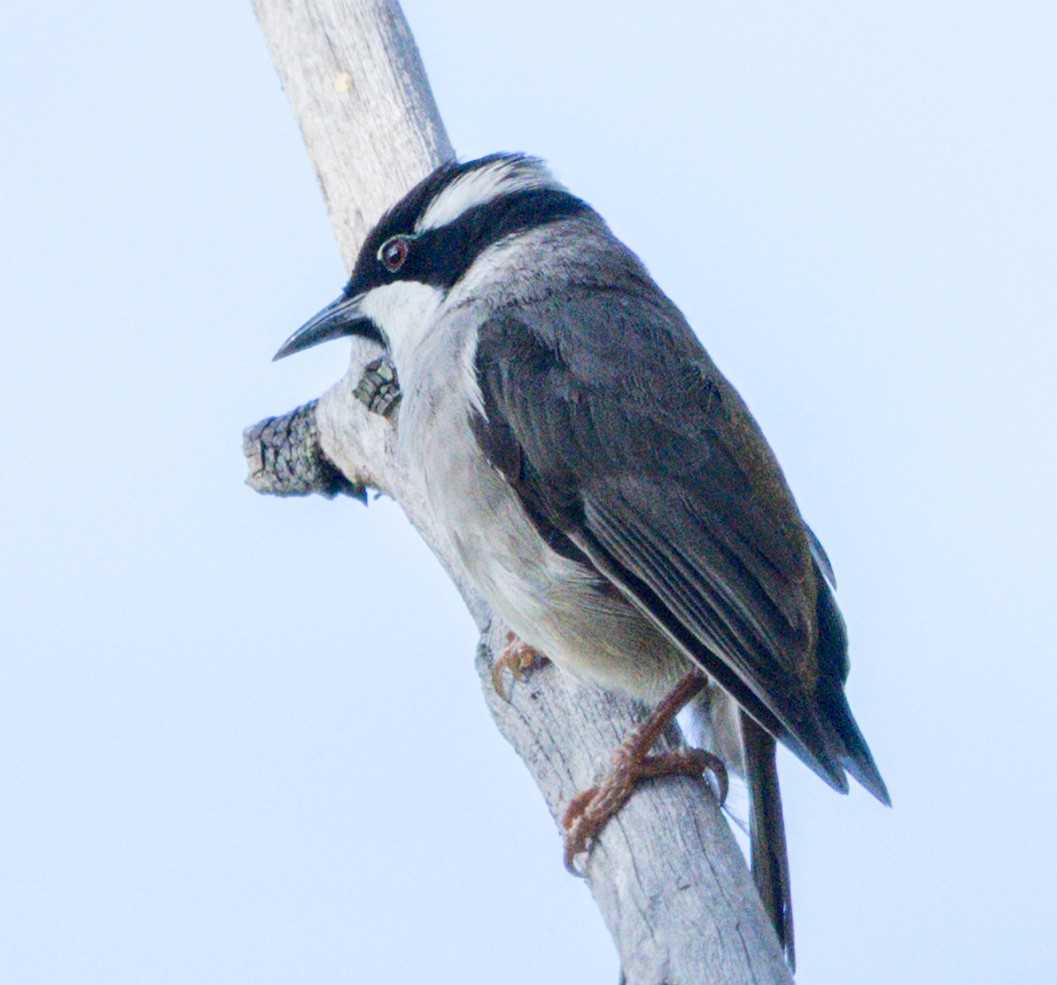 Strong-billed Honeyeater - ML631243507