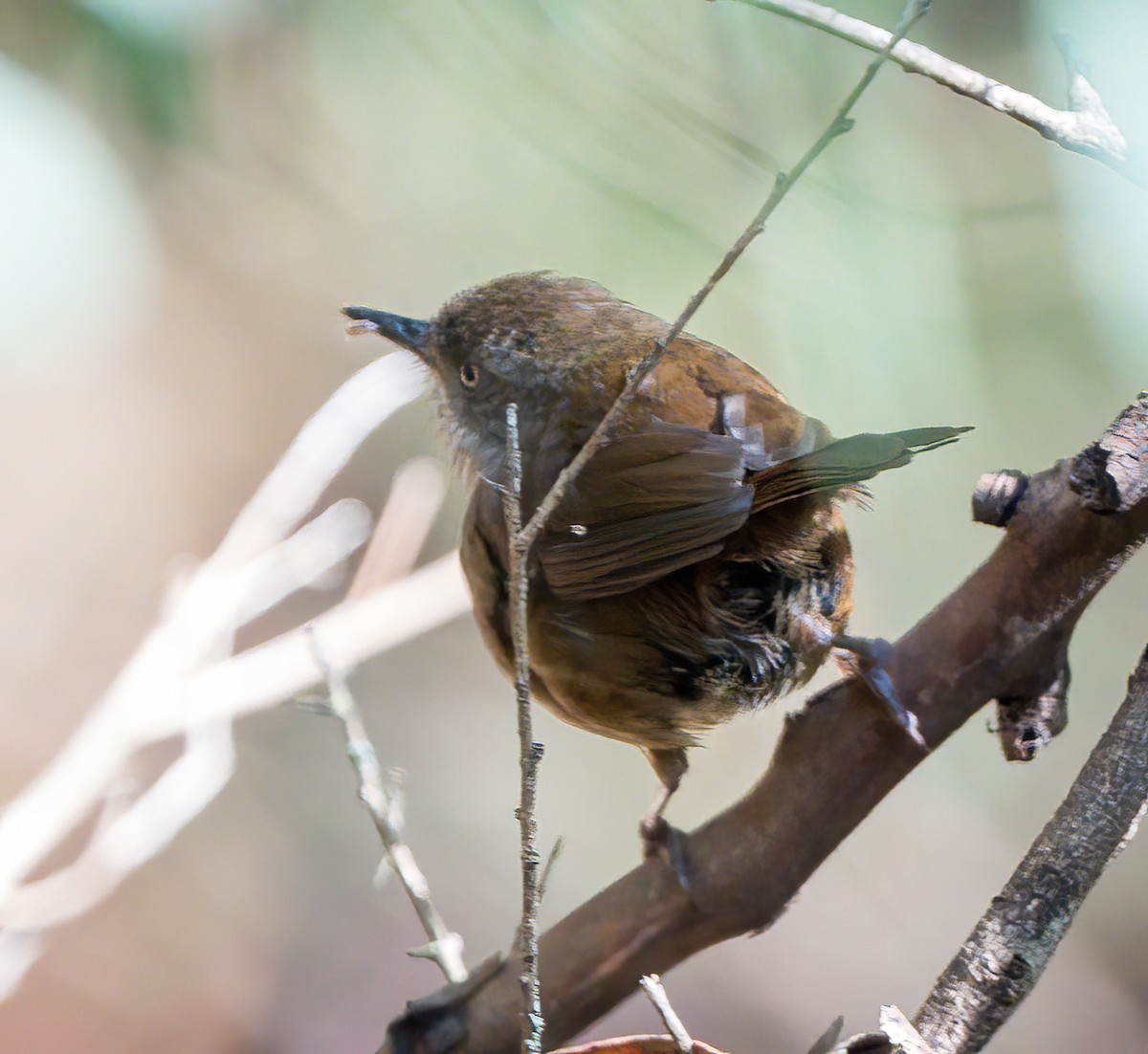 Tasmanian Scrubwren - ML631243510